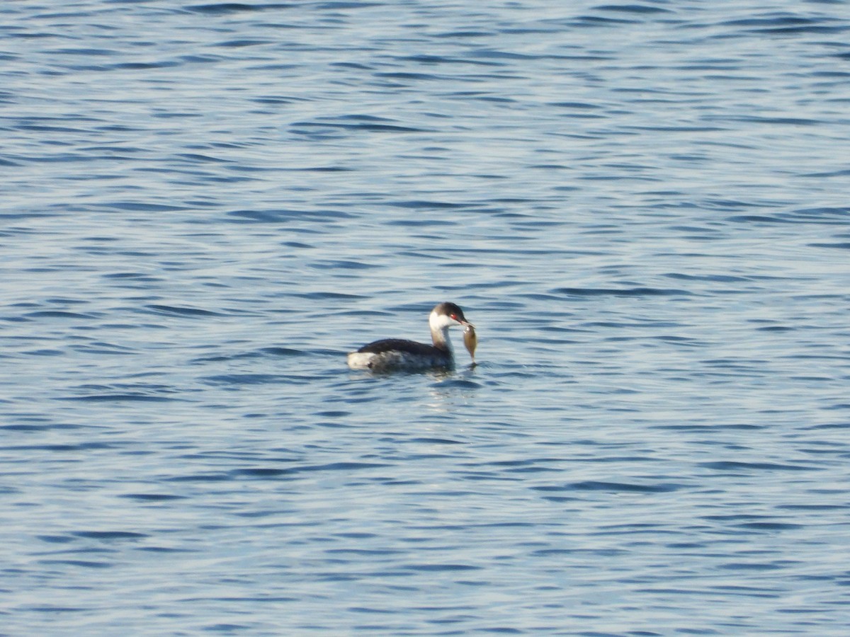 Horned Grebe - ML642703049
