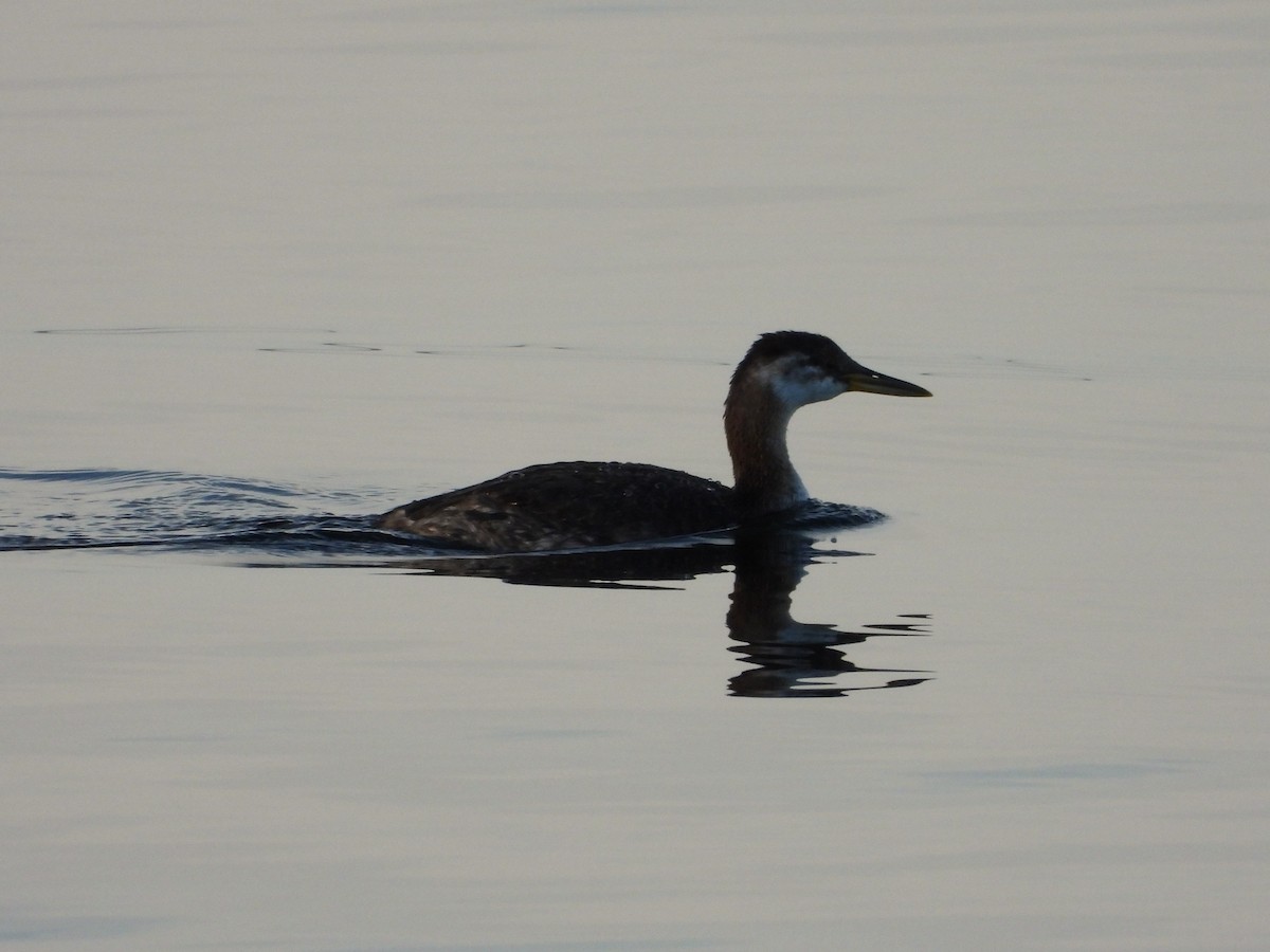 Red-necked Grebe - ML642703051