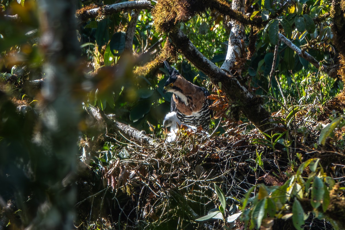 Ornate Hawk-Eagle - ML642703056