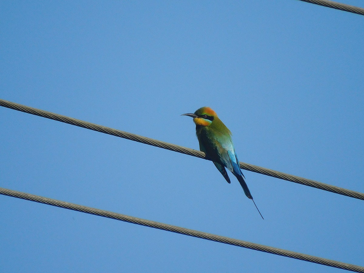 Rainbow Bee-eater - ML642703059