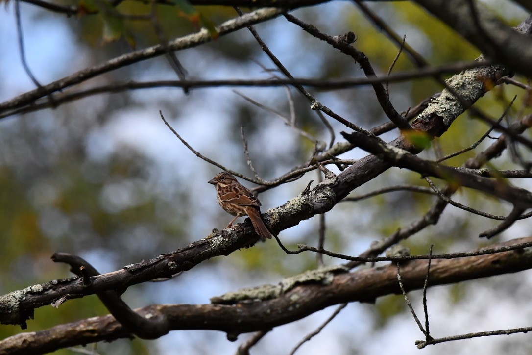 Song Sparrow - ML642703060