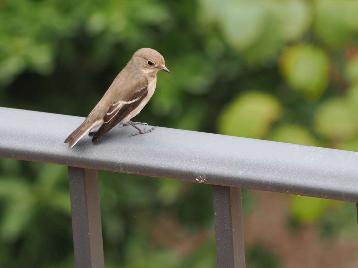 European Pied Flycatcher - ML642703061