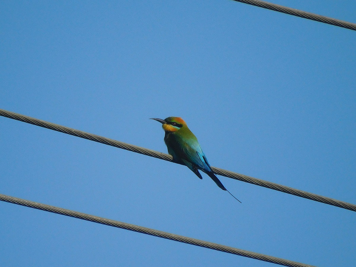 Rainbow Bee-eater - ML642703062