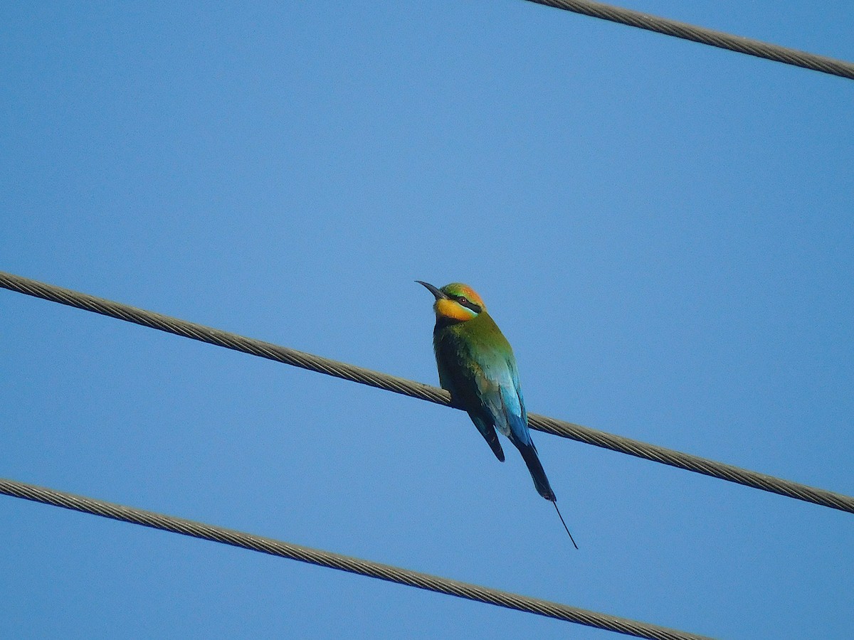 Rainbow Bee-eater - ML642703063
