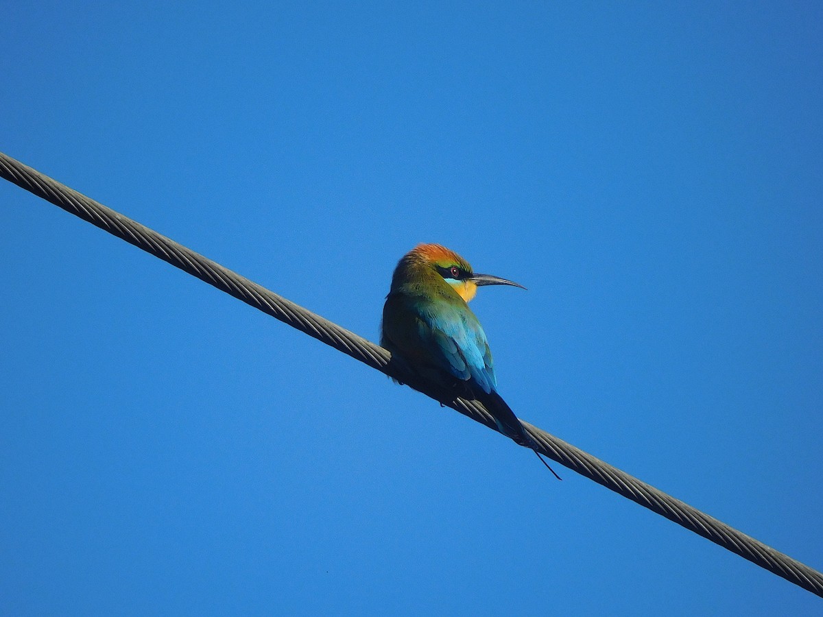 Rainbow Bee-eater - ML642703064