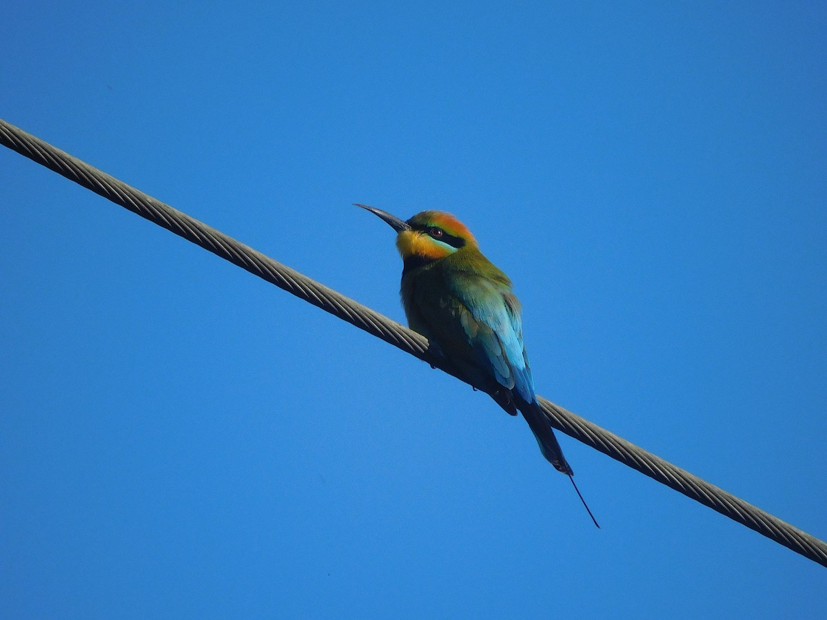 Rainbow Bee-eater - ML642703066