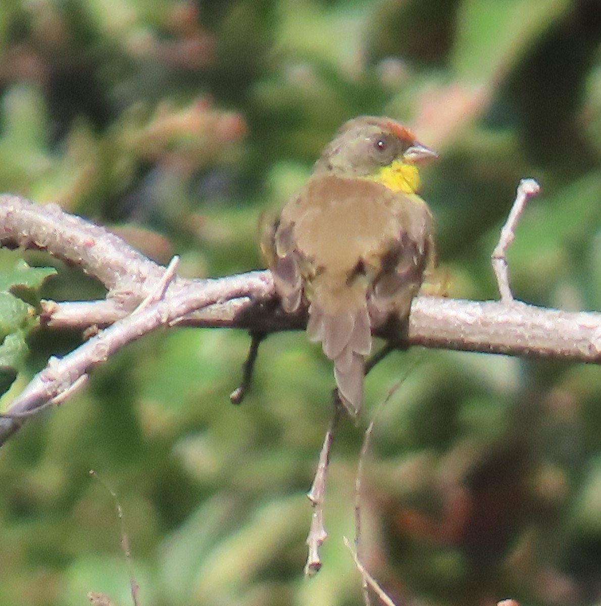 Rufous-capped Brushfinch - ML642703067