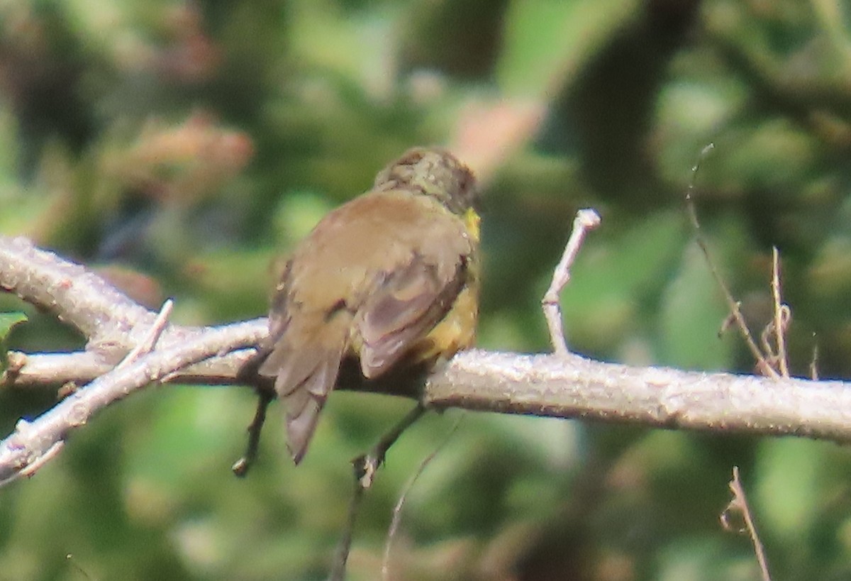 Rufous-capped Brushfinch - ML642703068