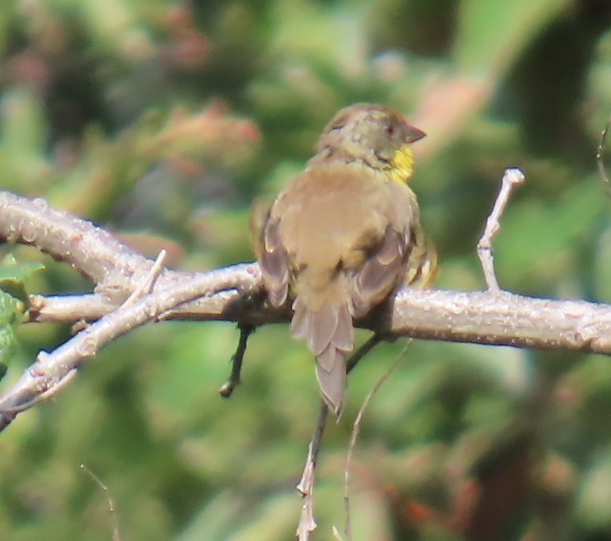 Rufous-capped Brushfinch - ML642703069
