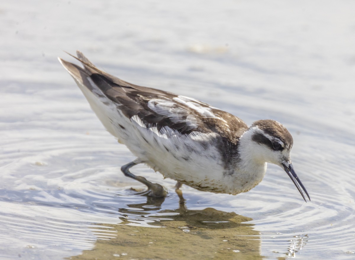 Red-necked Phalarope - ML642703070