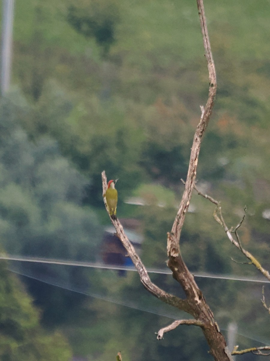 Eurasian Green Woodpecker - ML642703071
