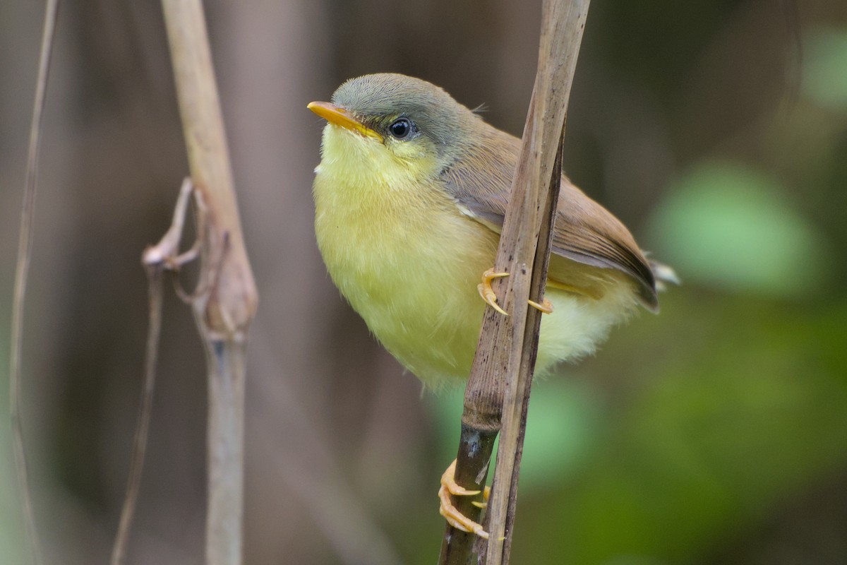 Prinia cendrée - ML642703081