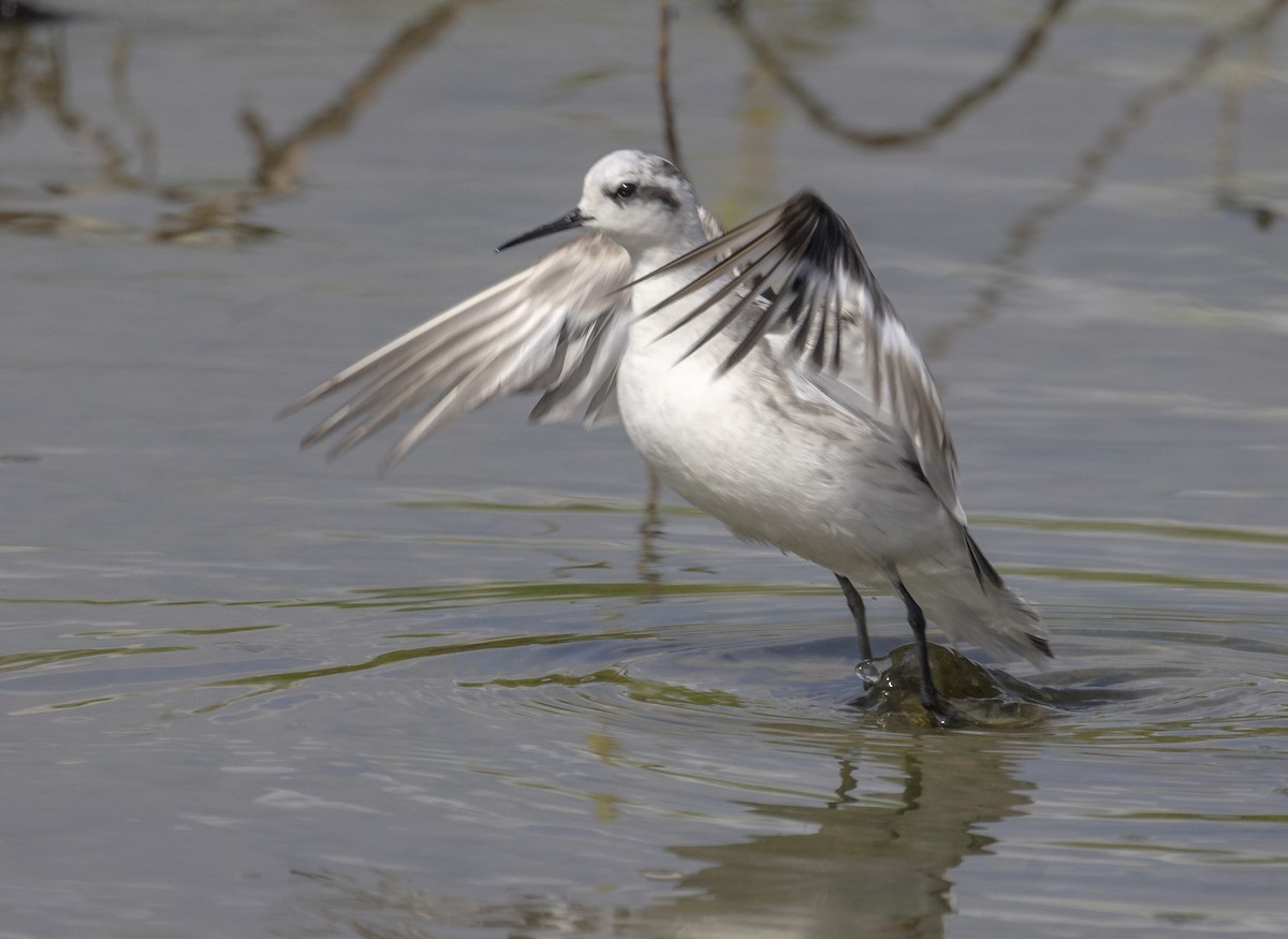 Phalarope à bec étroit - ML642703083