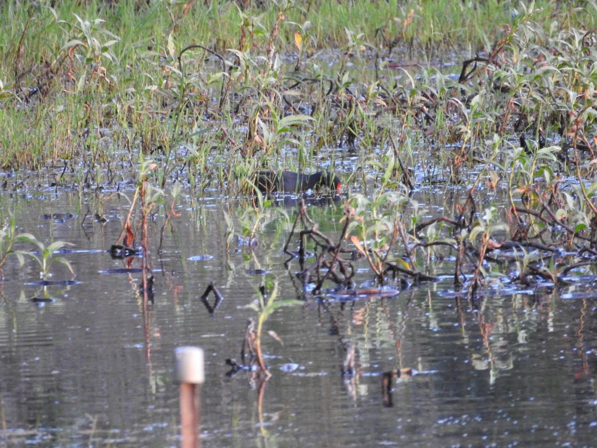 Gallinule sombre - ML642703097