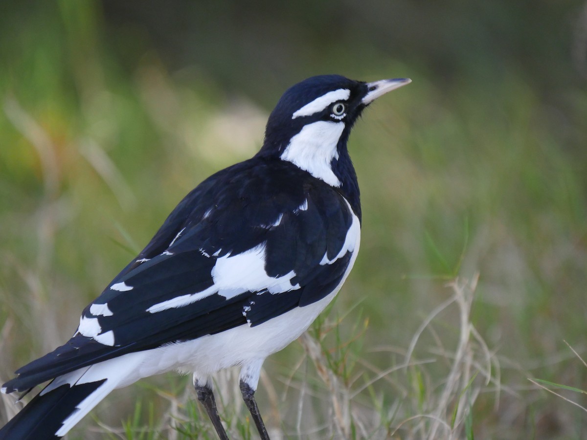 Magpie-lark - ML64270311