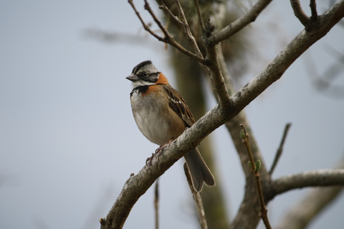 Rufous-collared Sparrow - Mercedes Camacho