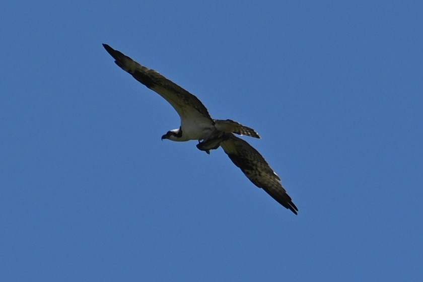 Osprey - ML642703116