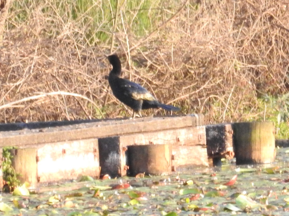 Little Black Cormorant - ML642703117