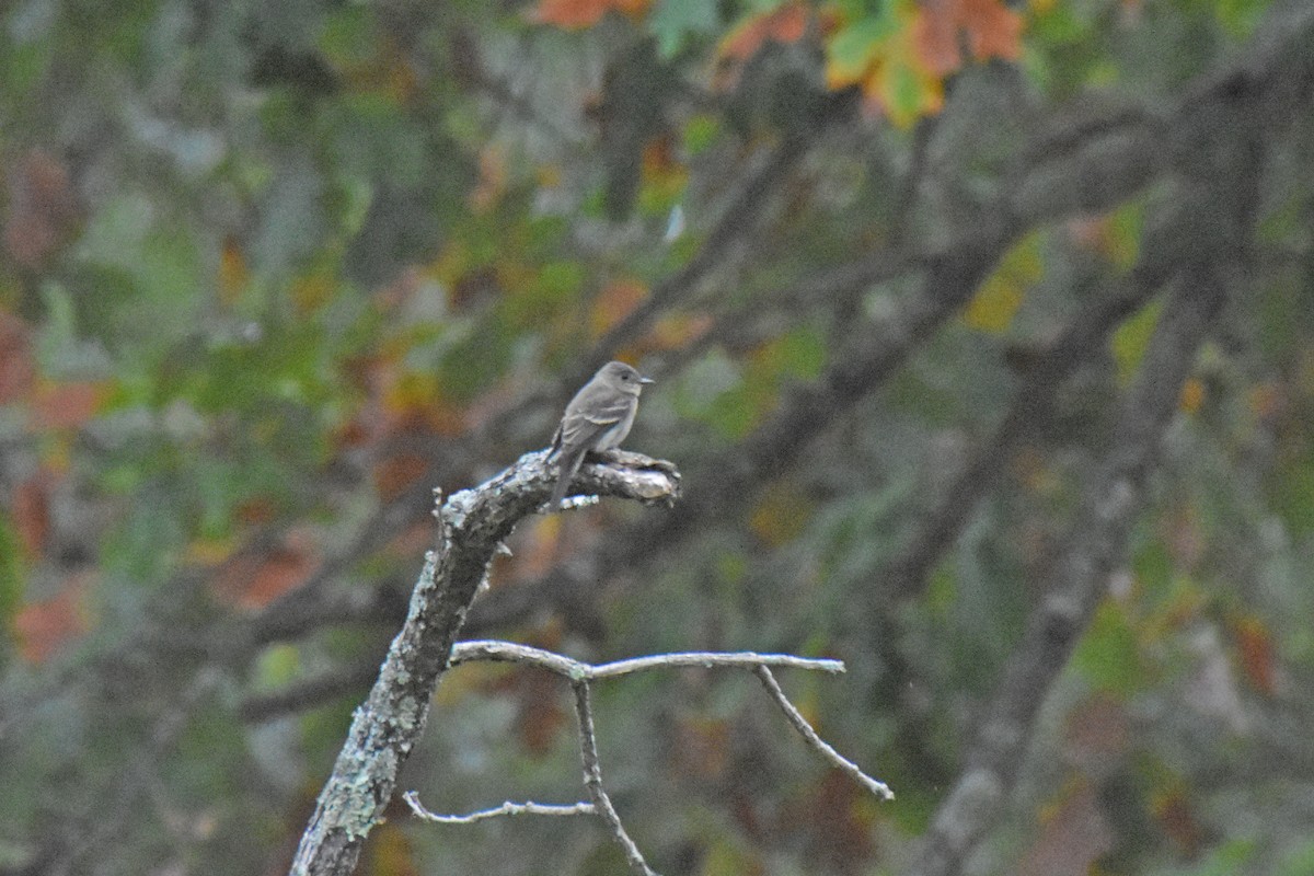 Eastern Wood-Pewee - ML642703118