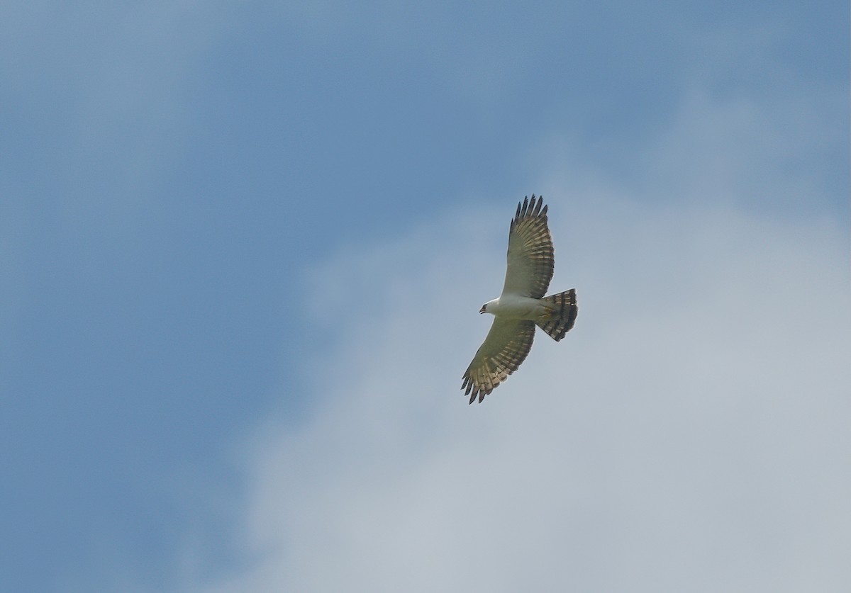 Black-and-white Hawk-Eagle - ML642703120