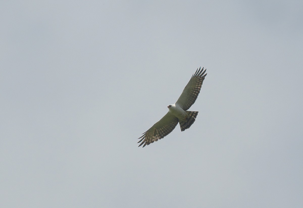 Black-and-white Hawk-Eagle - ML642703121
