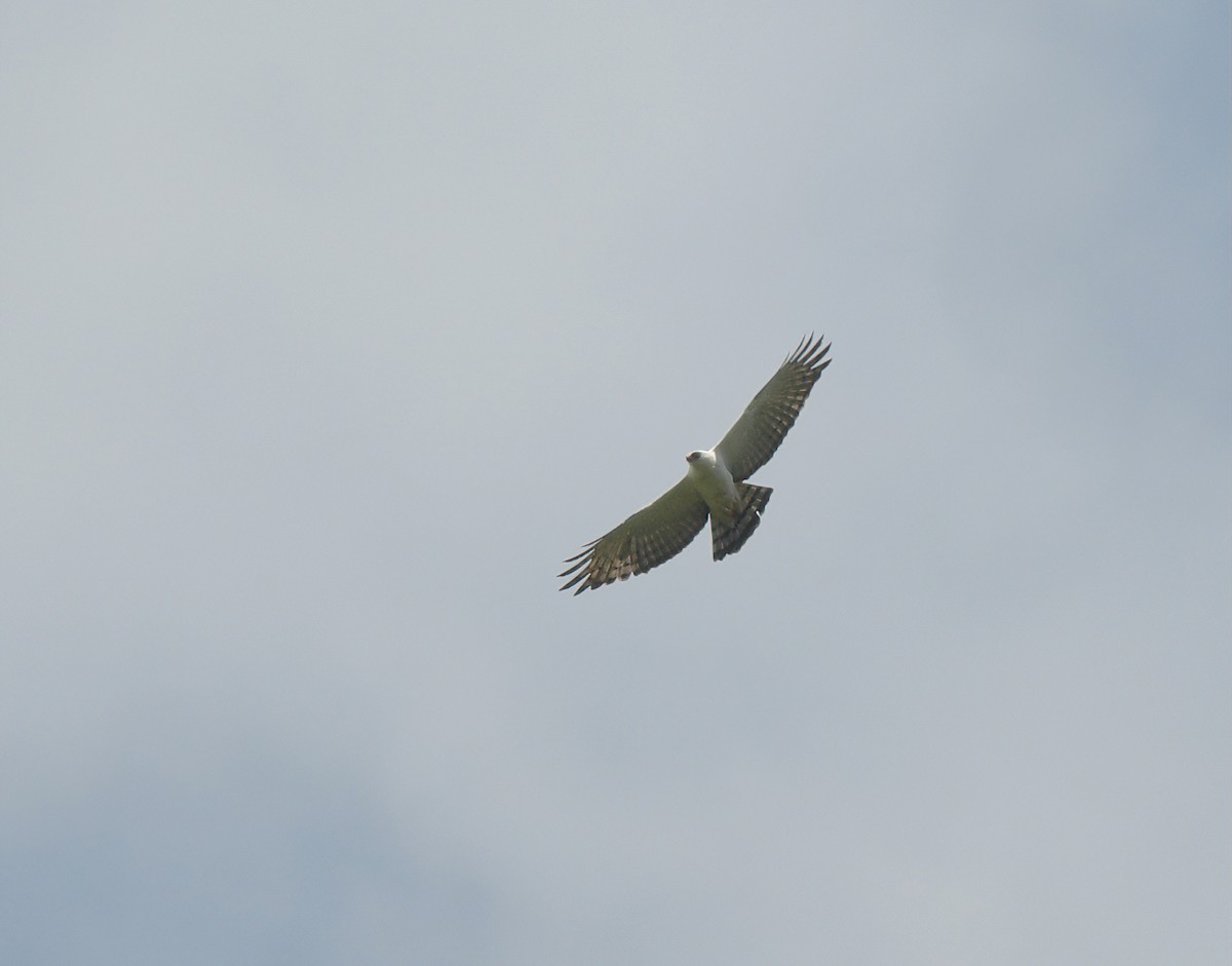 Black-and-white Hawk-Eagle - ML642703122