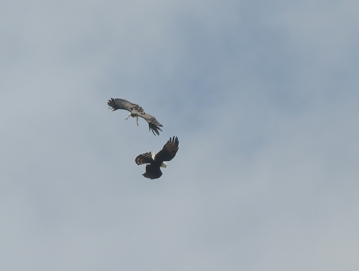 Black-and-white Hawk-Eagle - ML642703124