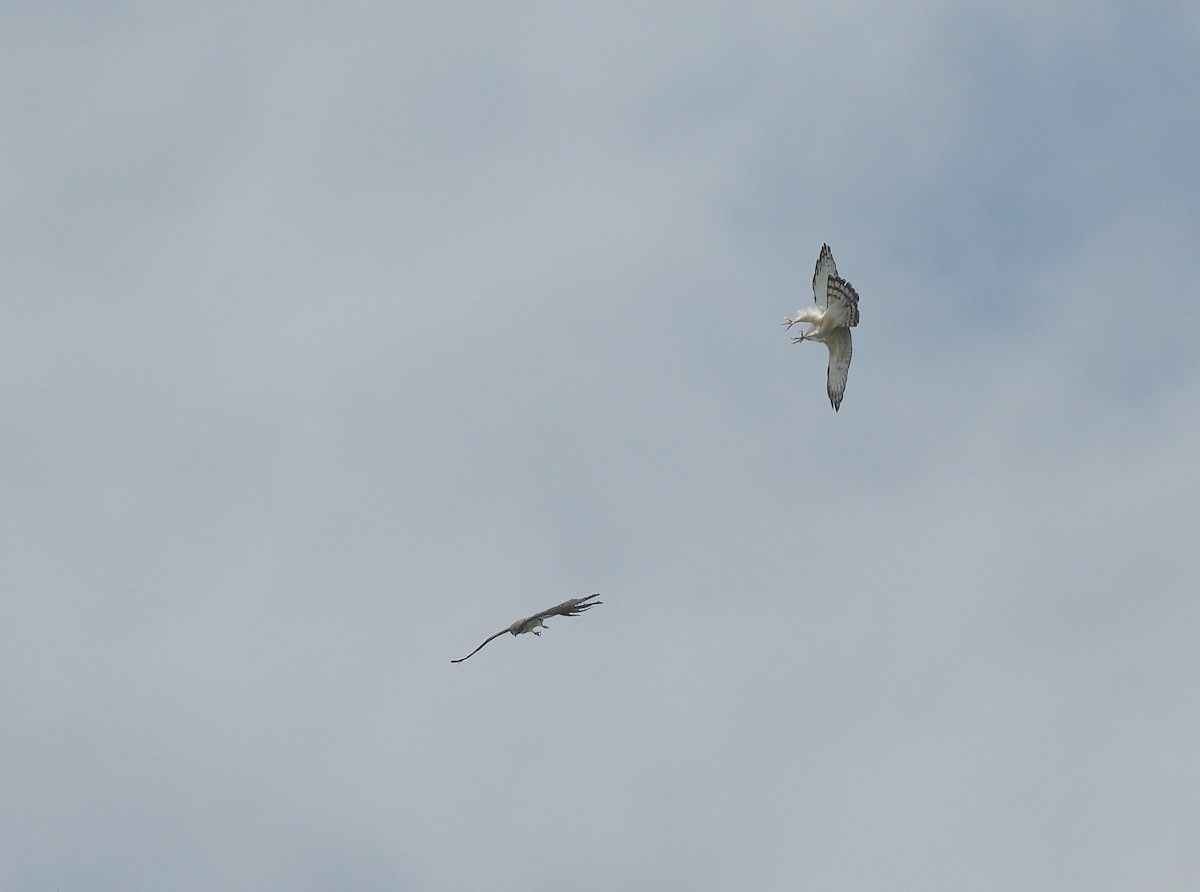 Black-and-white Hawk-Eagle - ML642703125