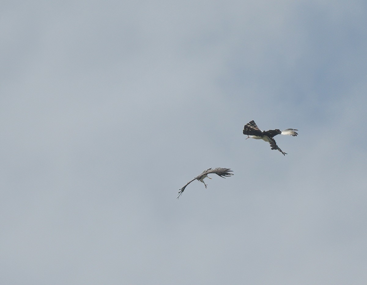 Black-and-white Hawk-Eagle - ML642703126