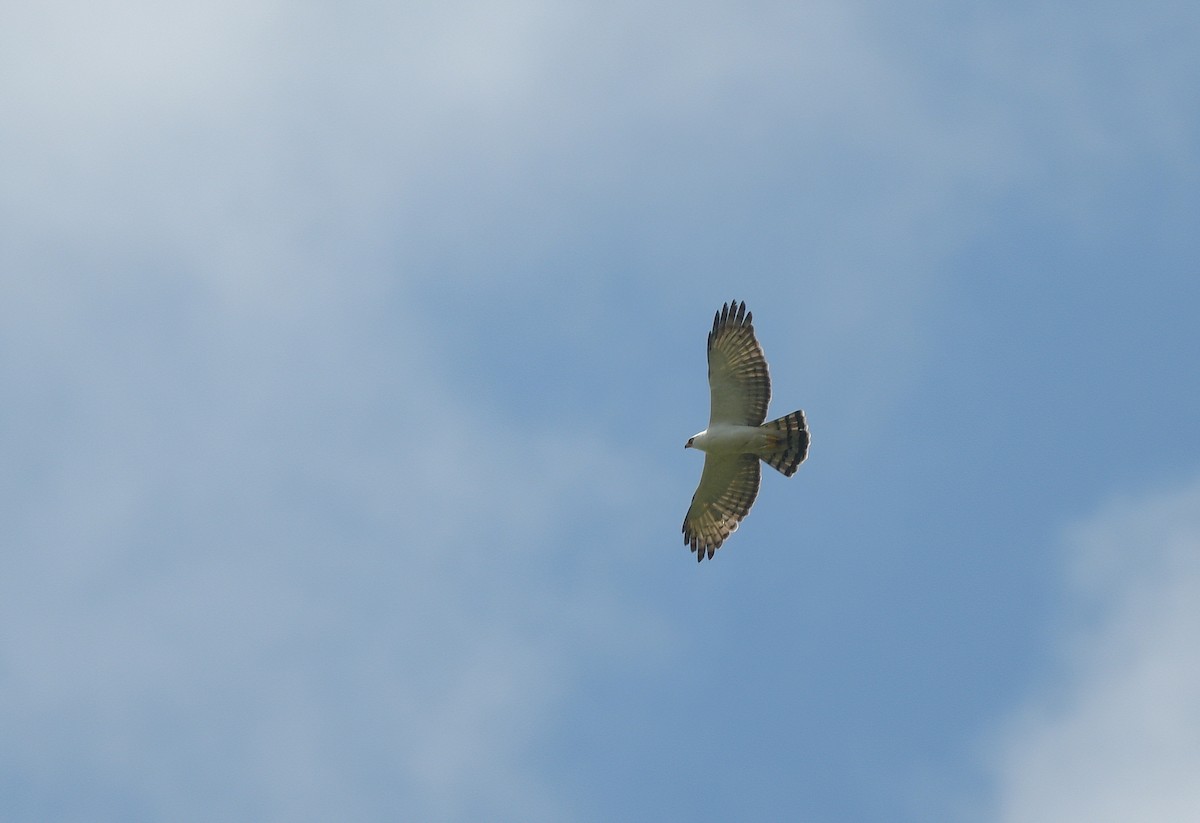 Black-and-white Hawk-Eagle - ML642703127