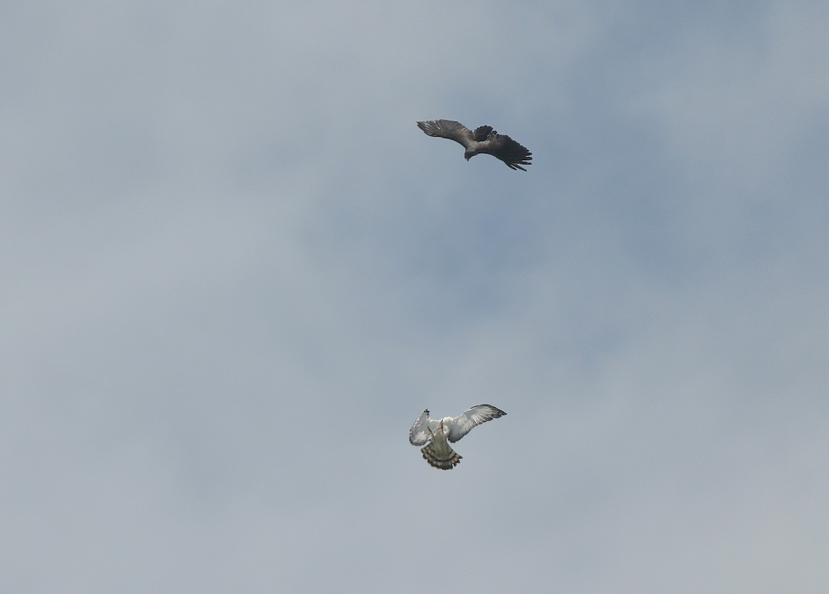 Black-and-white Hawk-Eagle - ML642703128