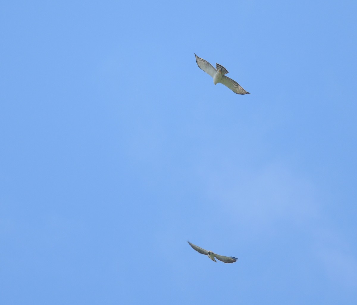 Black-and-white Hawk-Eagle - ML642703130