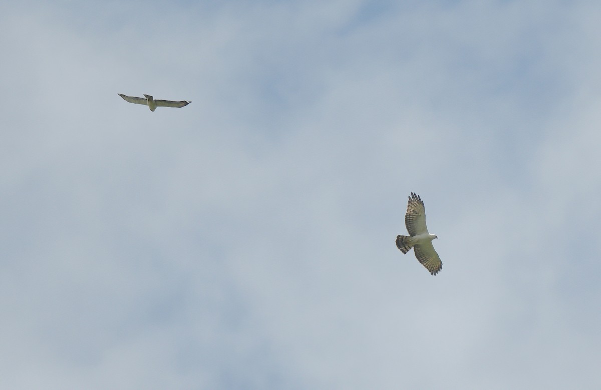 Black-and-white Hawk-Eagle - ML642703132