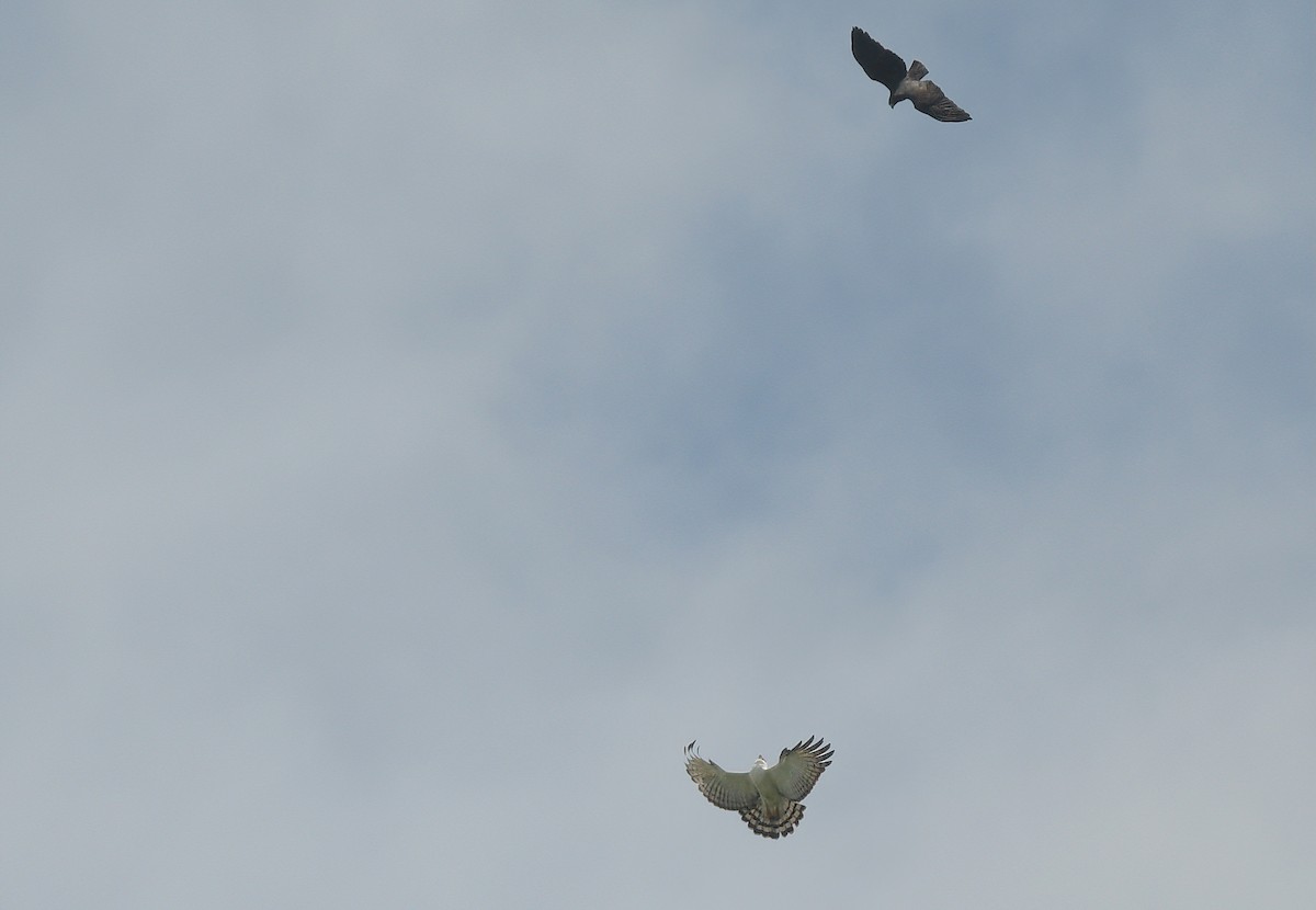 Black-and-white Hawk-Eagle - ML642703133