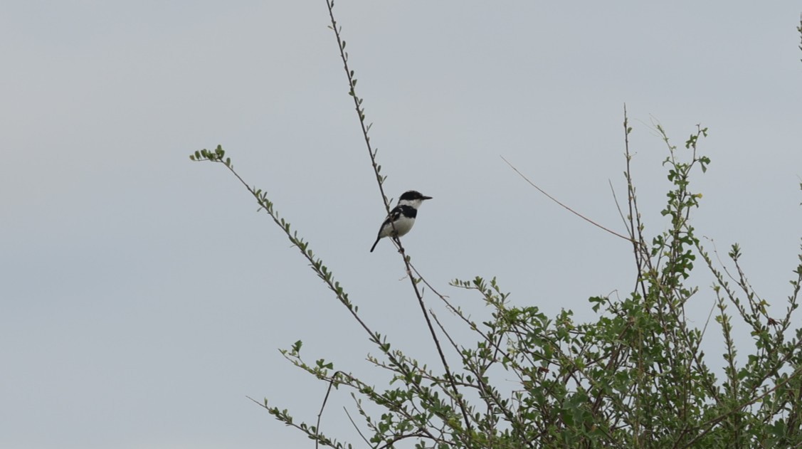 Pygmy Batis - ML642703137