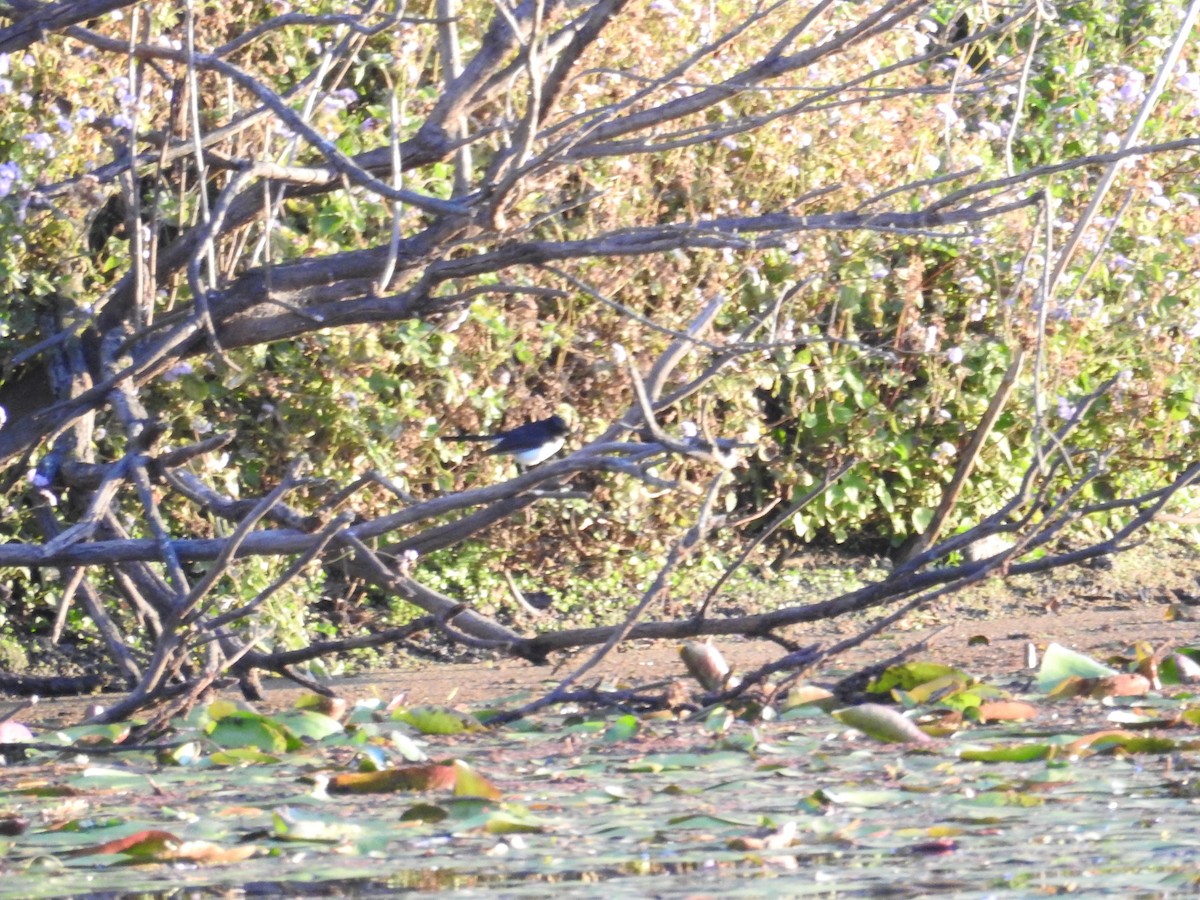 Willie-wagtail - ML642703138