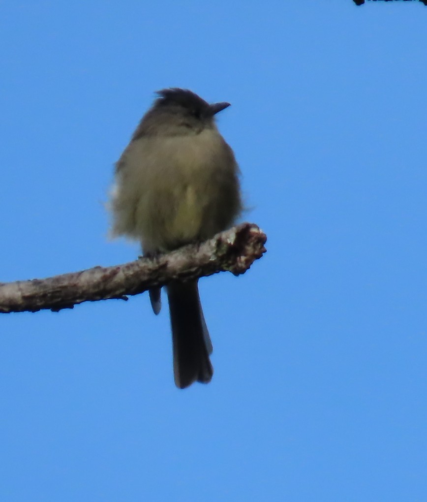 Tufted Flycatcher - ML642703140