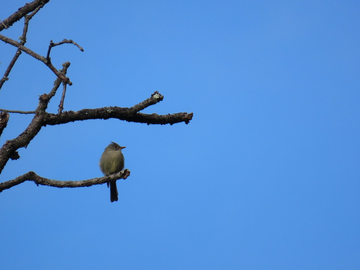 Greater Pewee - ML642703141