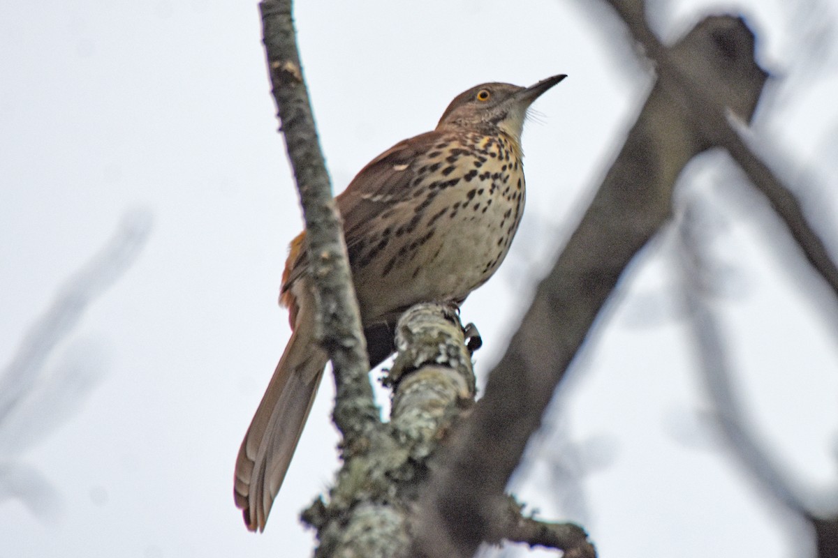 Brown Thrasher - ML642703142