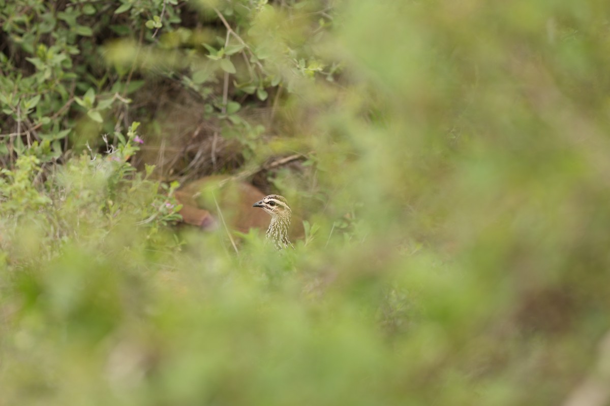 Crested Francolin - ML642703144
