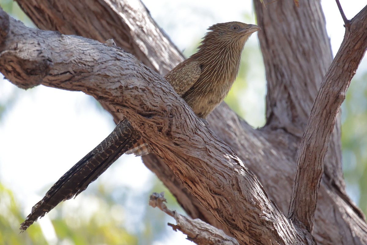 Pheasant Coucal - ML642703146