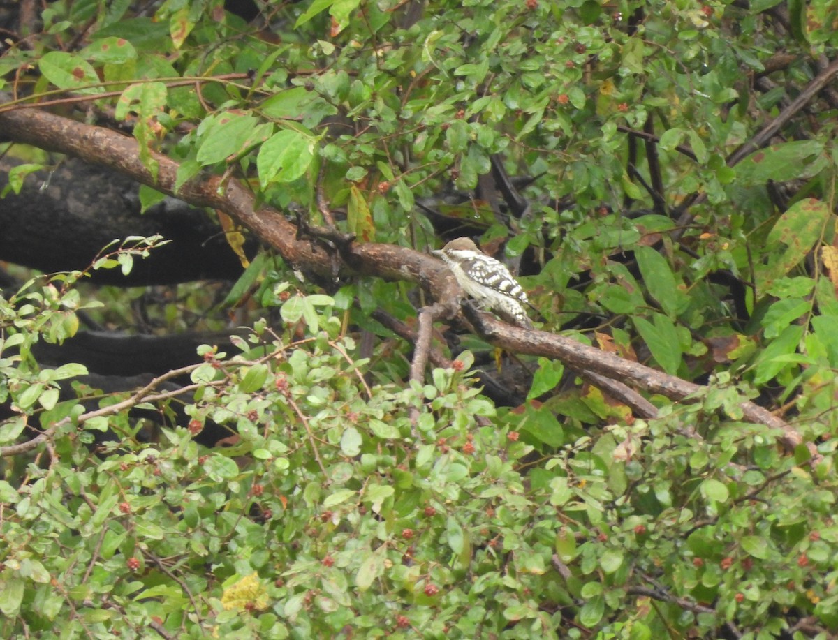 Brown-capped Pygmy Woodpecker - ML642703147