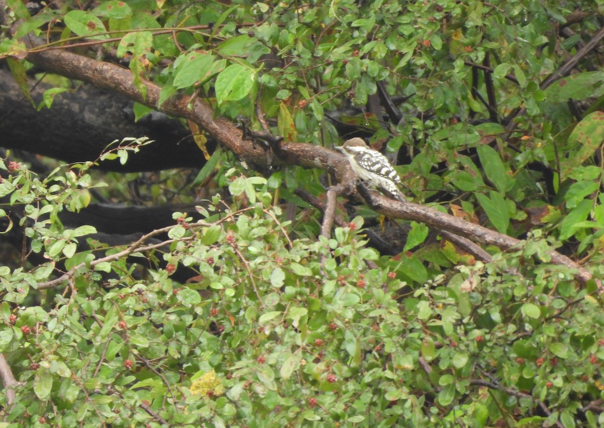 Brown-capped Pygmy Woodpecker - ML642703148