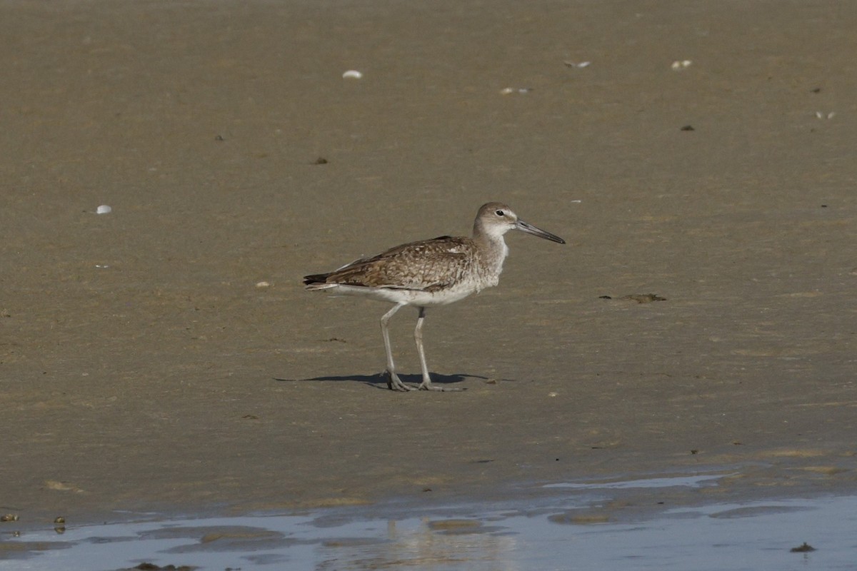 Willet (Eastern) - ML642703149