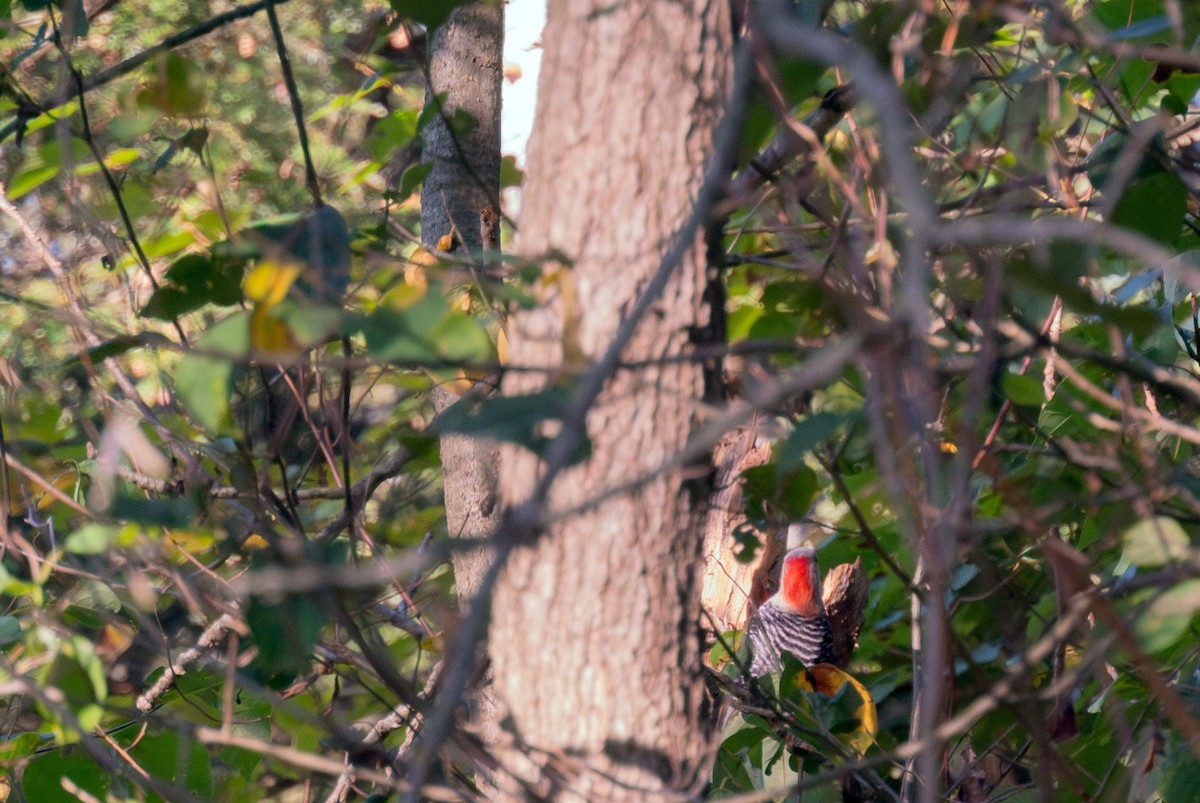 Red-bellied Woodpecker - ML642703157