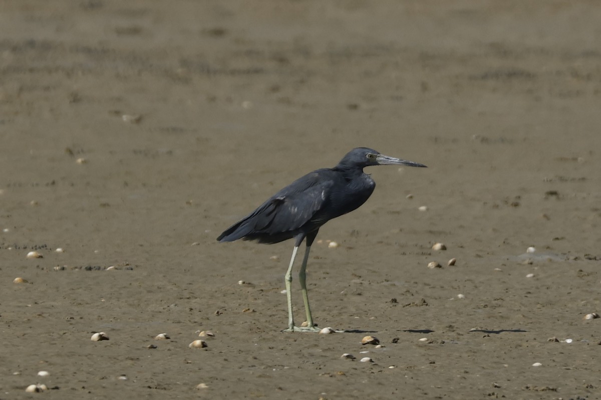 Little Blue Heron - ML642703160