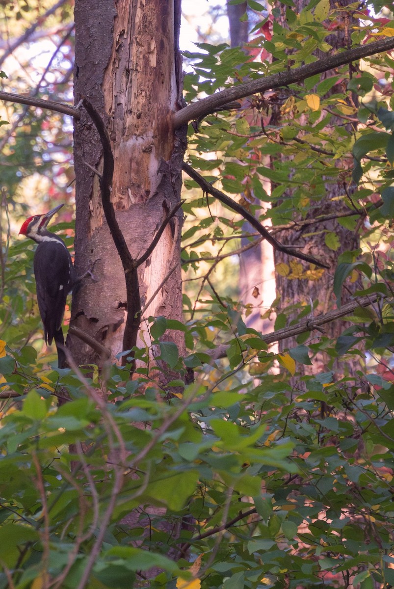 Pileated Woodpecker - ML642703161