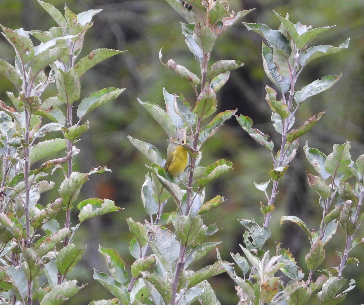 Rubinfleck-Waldsänger - ML642703170