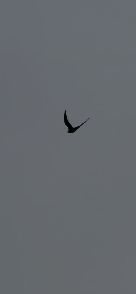 Wanderfalke - ML642703179