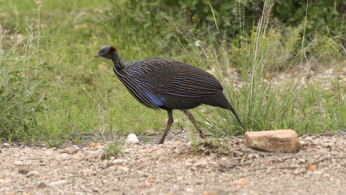Geierperlhuhn - ML642703181